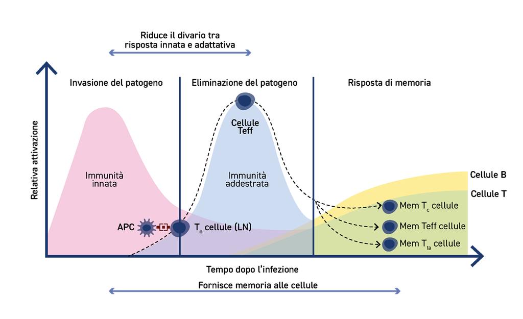 Immunità innata e addestrata