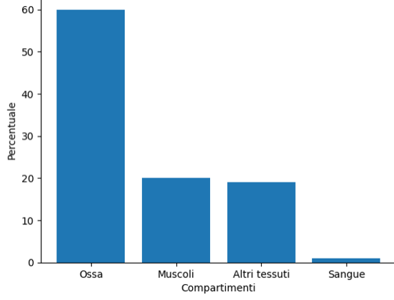 Distribuzione in percentuale del magnesio nell’organismo