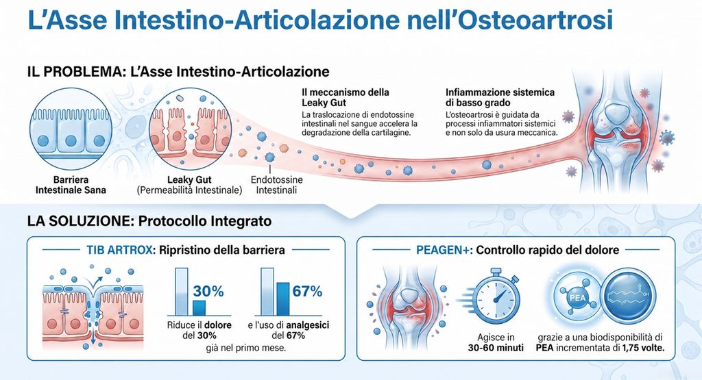 L'Asse Intestino-Articolazione nell'Osteoartrosi